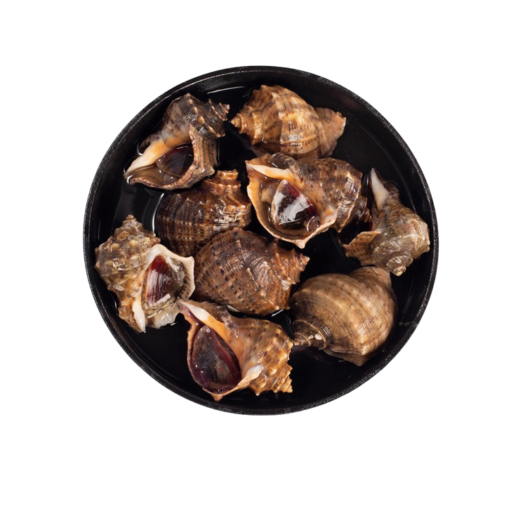新鲜 海螺 约1.5斤一份