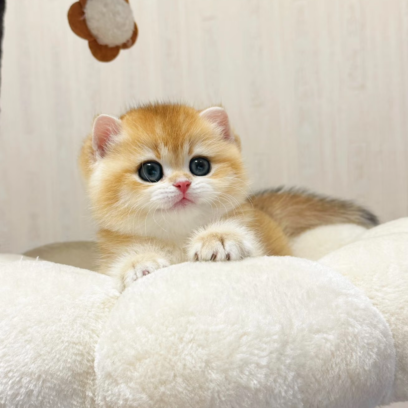 【浙里有猫】可爱渐层熊板长毛拿破仑缅因猫咪纯种