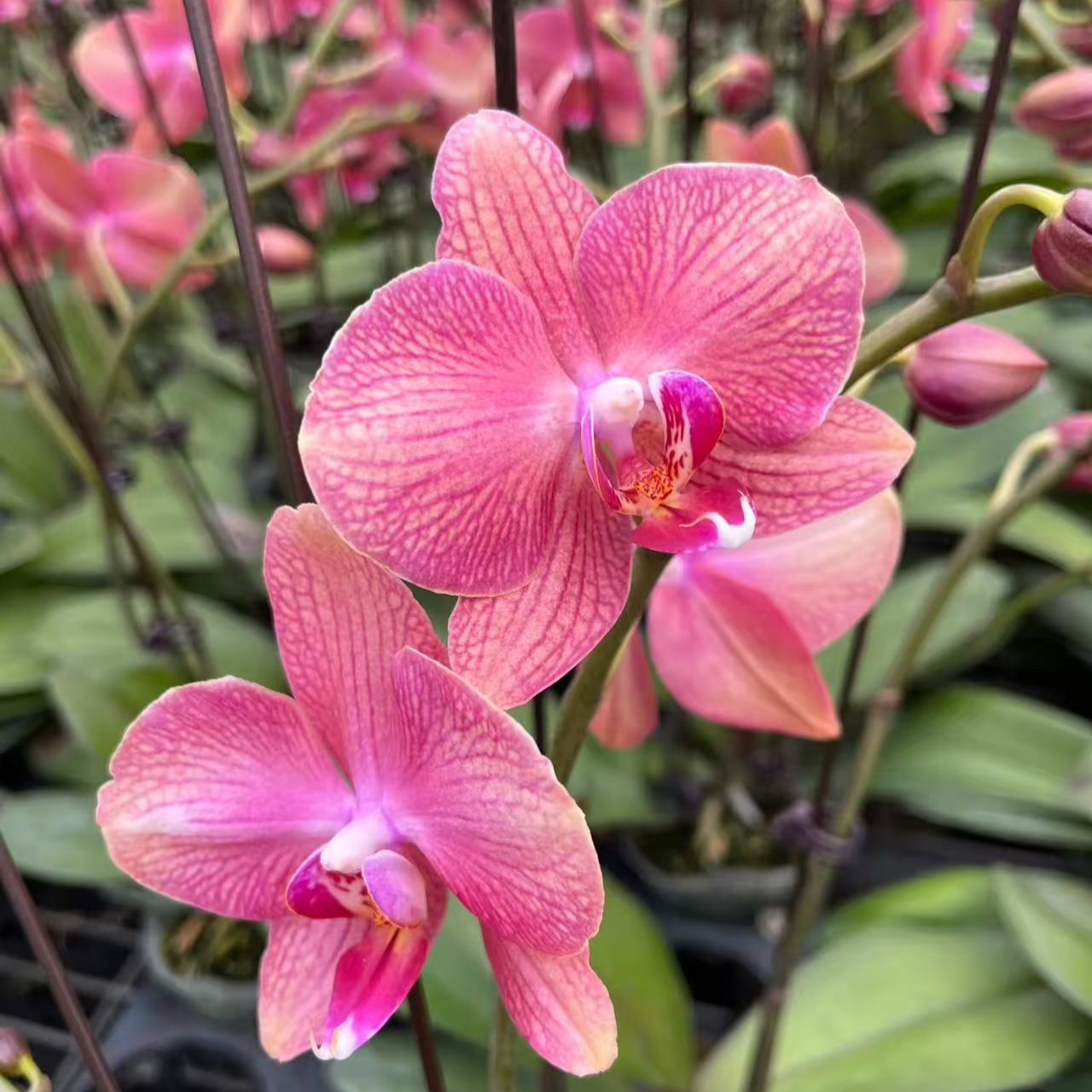 蝴蝶兰【三文鱼】室内花花 懒人好养 广州基地直发