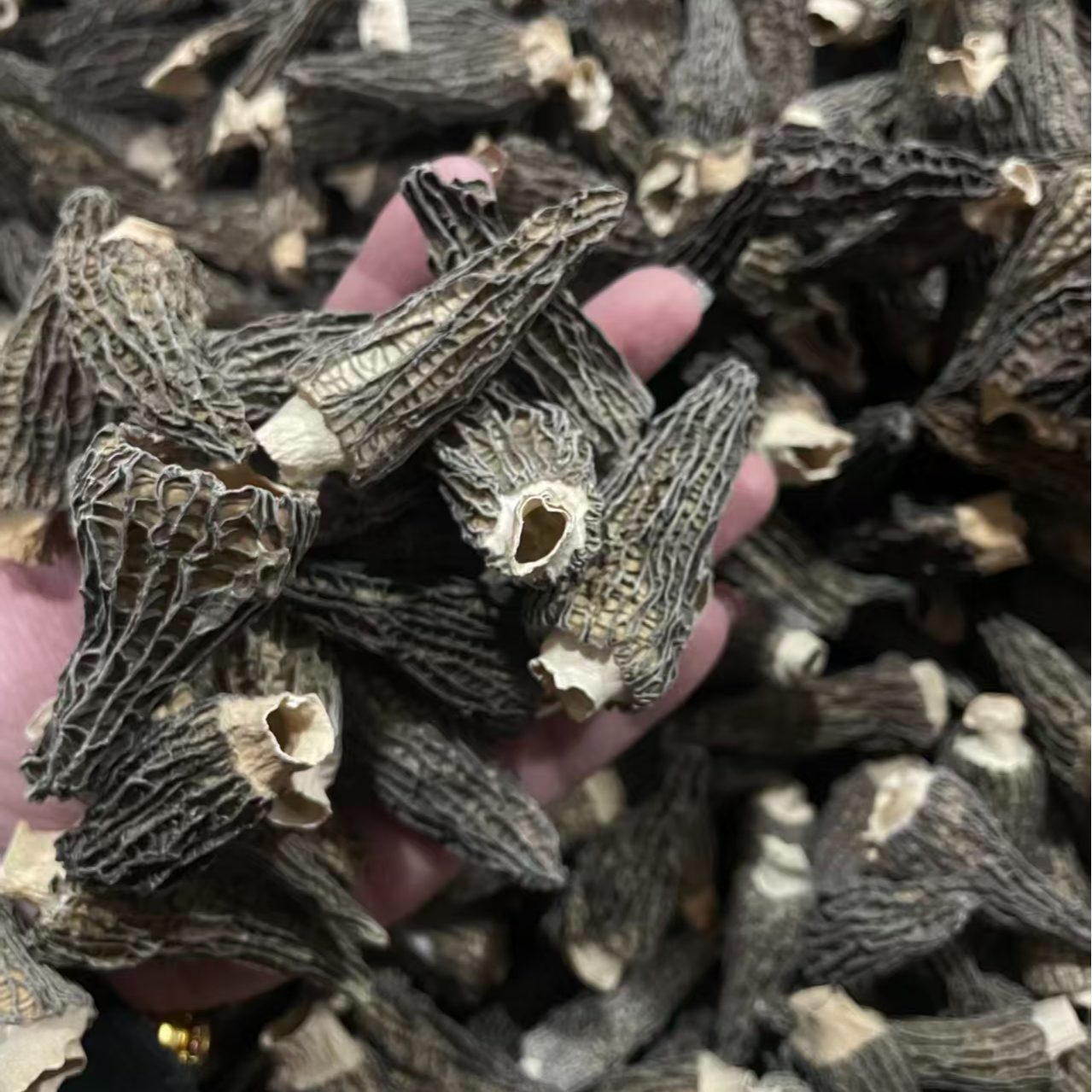 【6周年庆典】优质高货羊肚菌250g