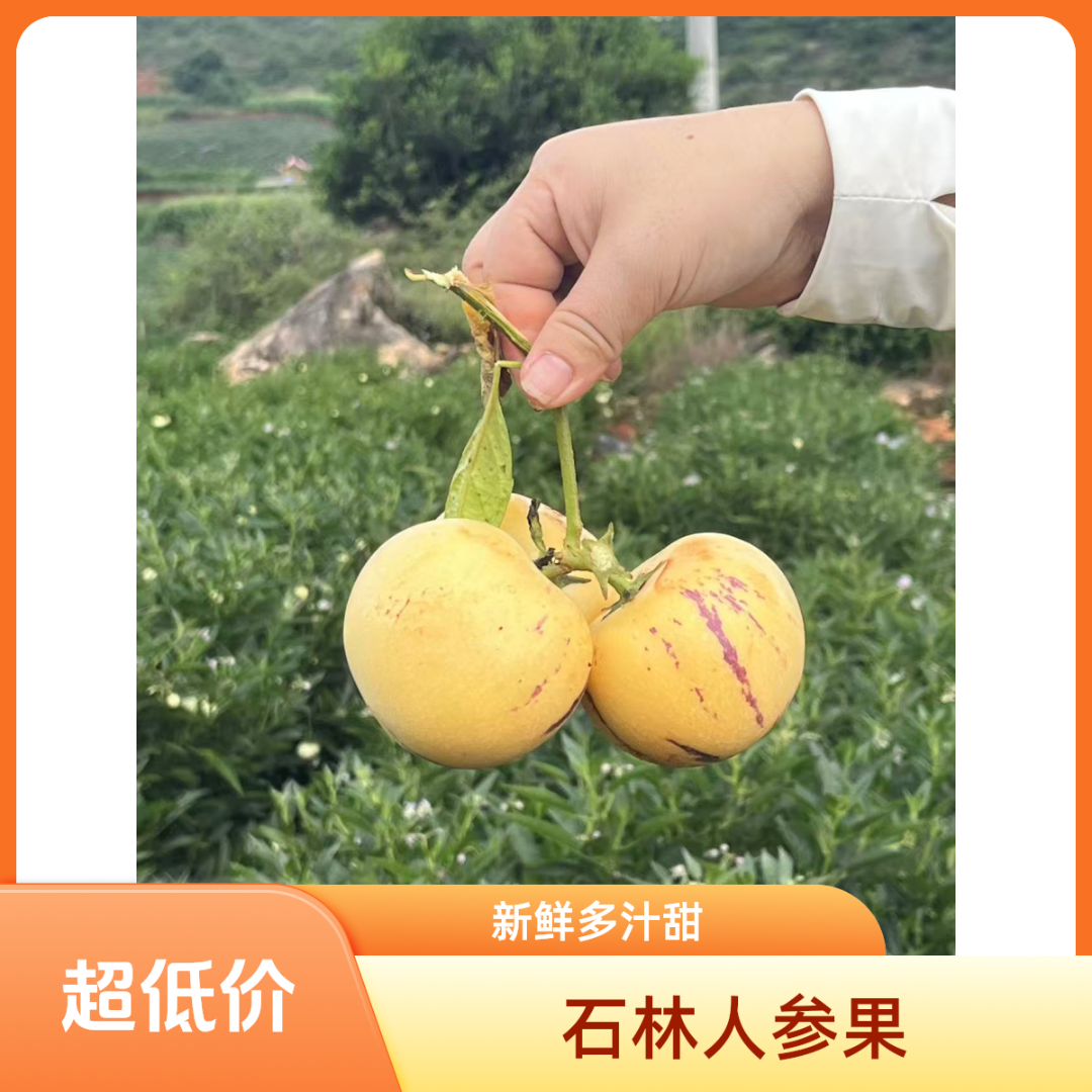 云南石林树上熟黄肉圆果果清甜多汁当季新鲜水果
