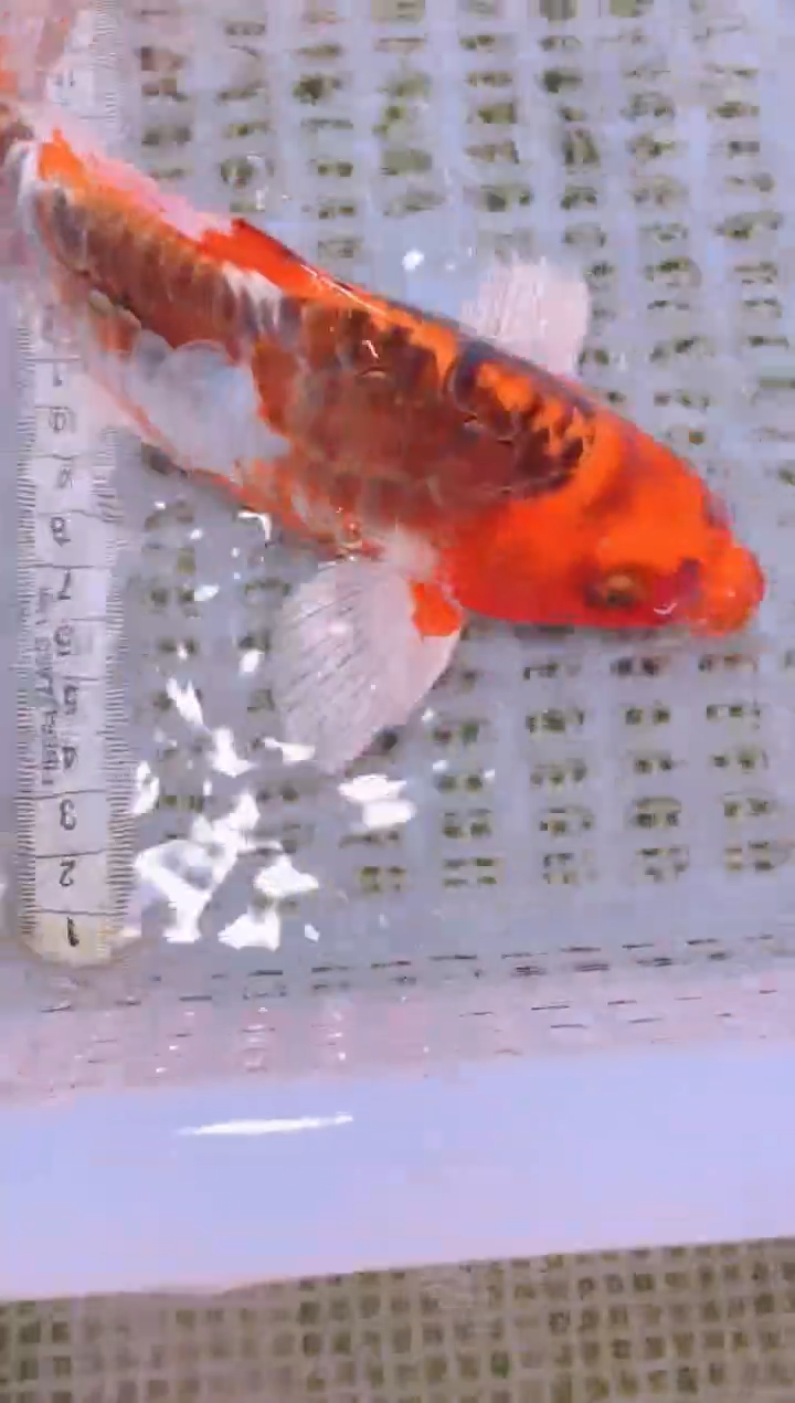 锦鲤冷水观赏鱼全场包邮241