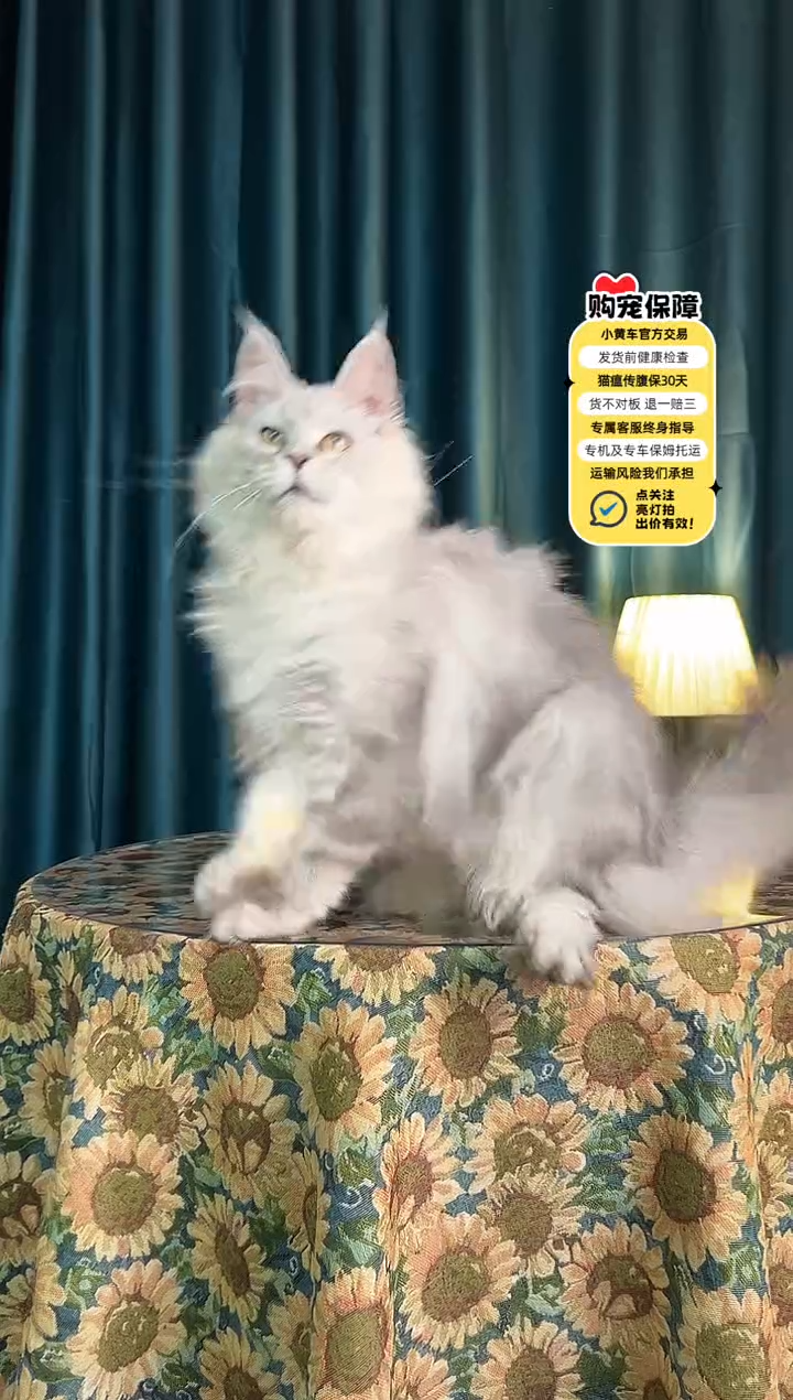 缅因浅银虎斑缅因妹妹