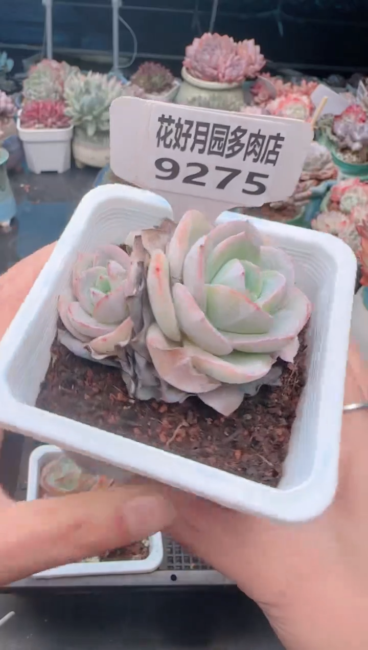 【闪购商品】9275.