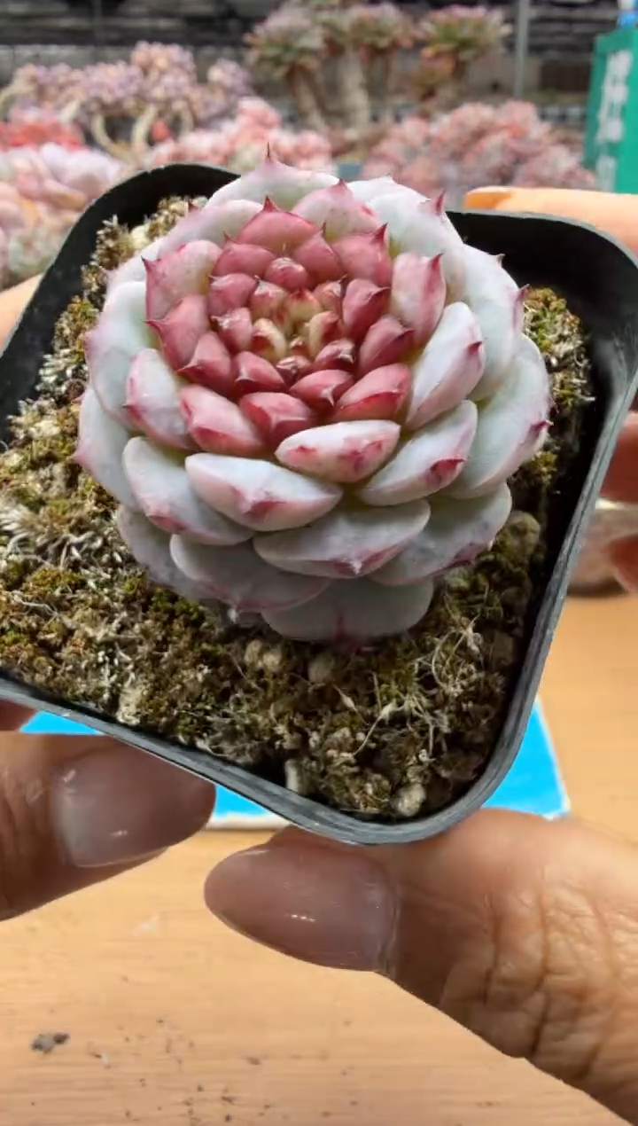 东云多肉园二店-88