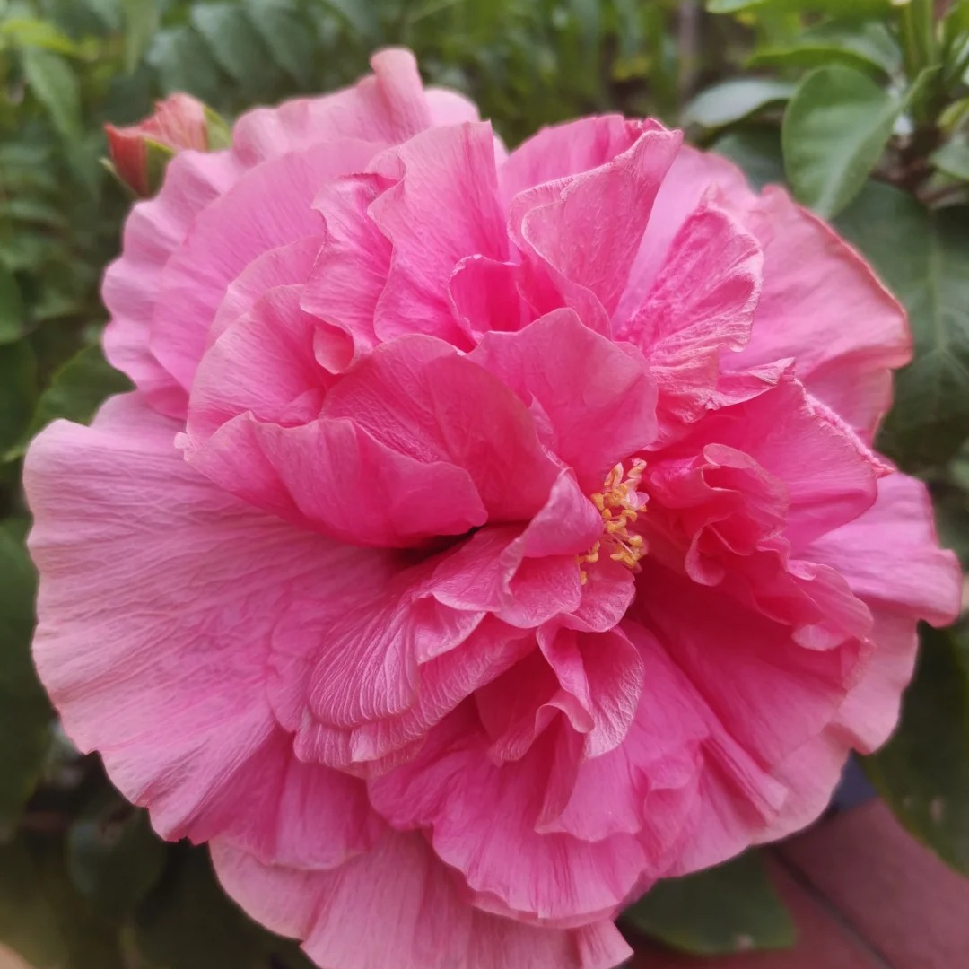 四季重瓣多色木槿扶桑花耐热好养活室内绿植花卉盆栽