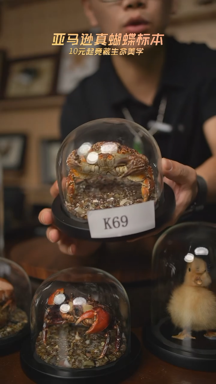 螃蟹标本摆件k69