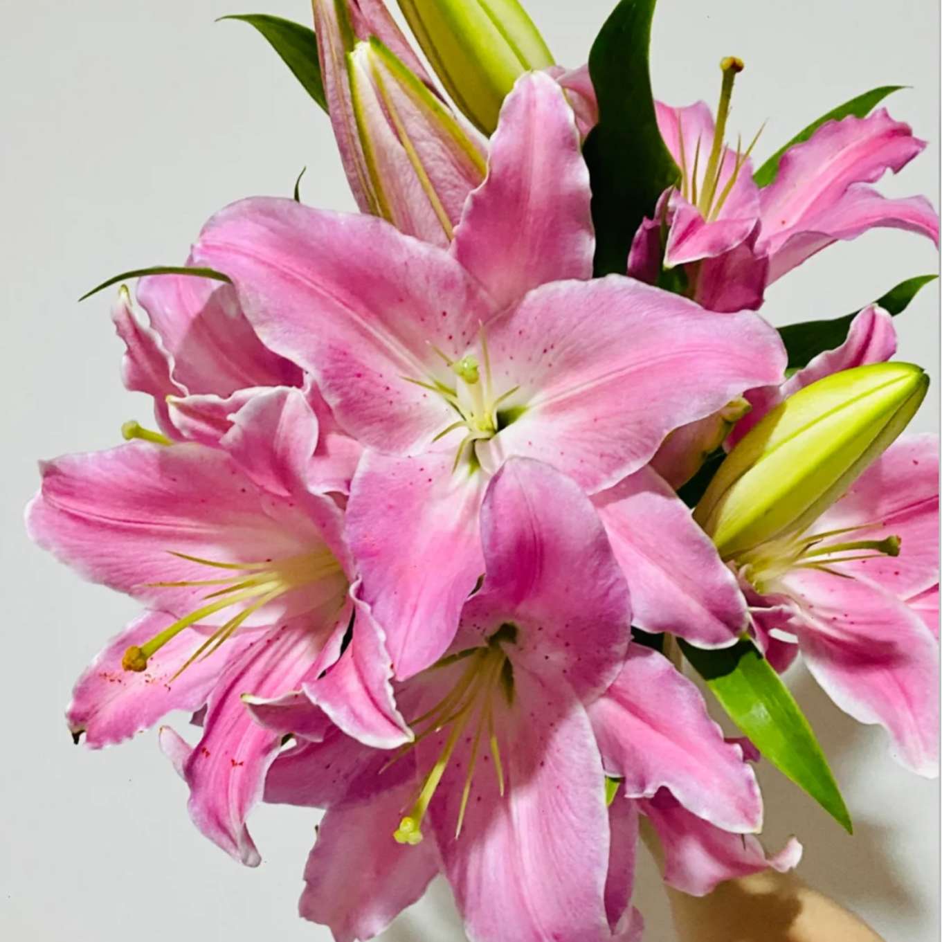 【大聪明卖花】雷克萨斯香水百合-任意2单鲜花包邮发货后不支持退款