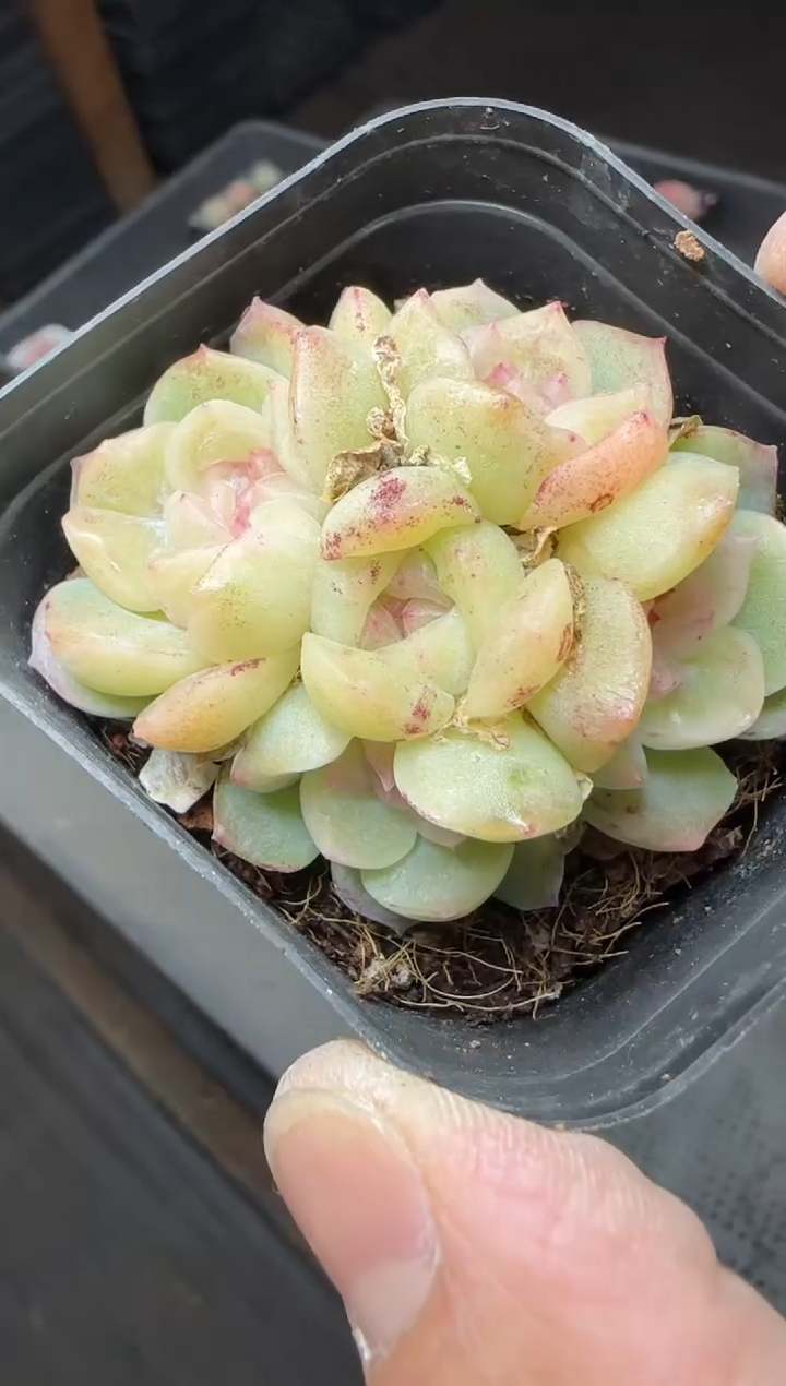 【闪购商品】一物一拍0217—107