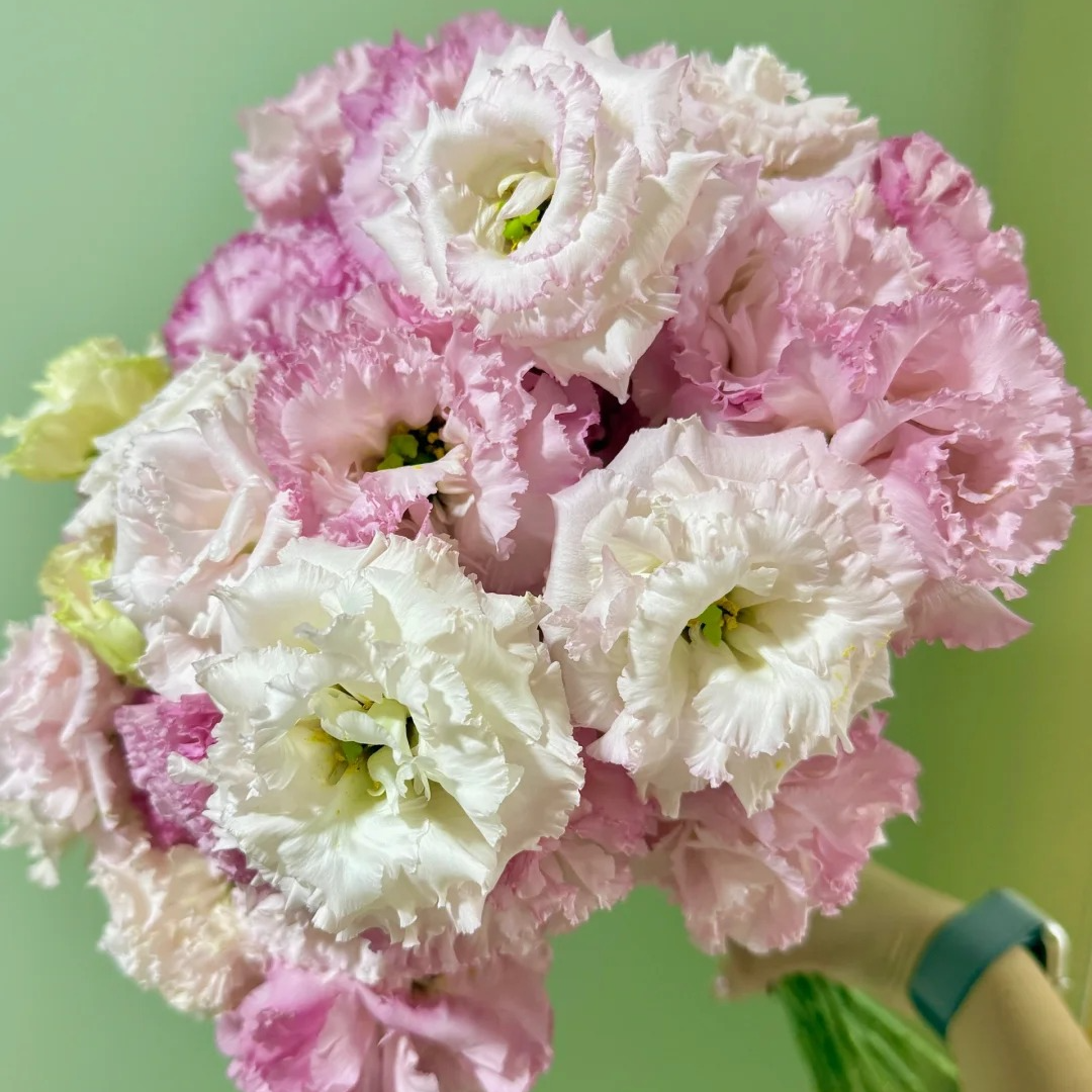 【半岛花铺】蜜桃粉洋桔梗任意两单升级顺丰冷链/京东包邮