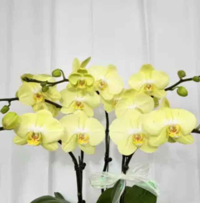 【芳美神话 同品5-6颗送盆】蝴蝶兰基地直发四季鲜花乔迁组盆好养