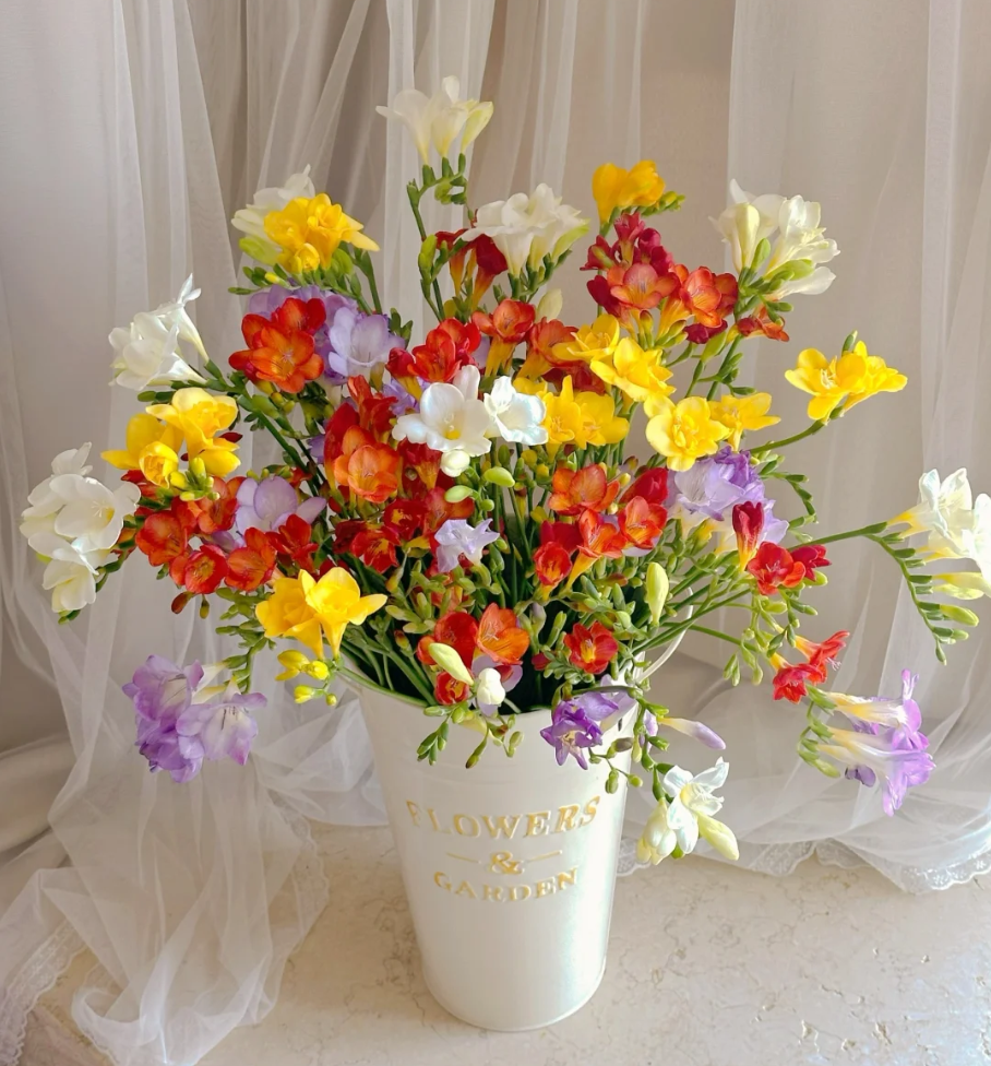 【源头优选】香雪兰 昆明基地直发 生活鲜花