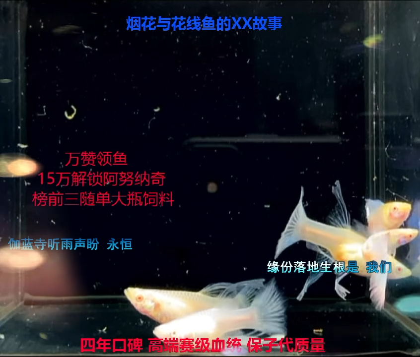 孔雀鱼小蓝瓶1斤福利