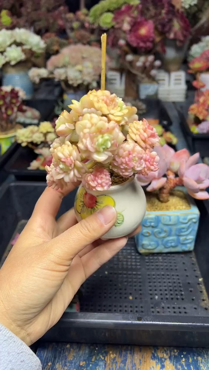 小**儿752            不带盆