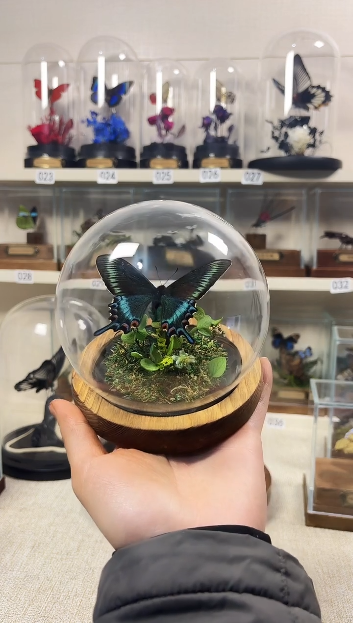 真实的大自然蝴蝶标本