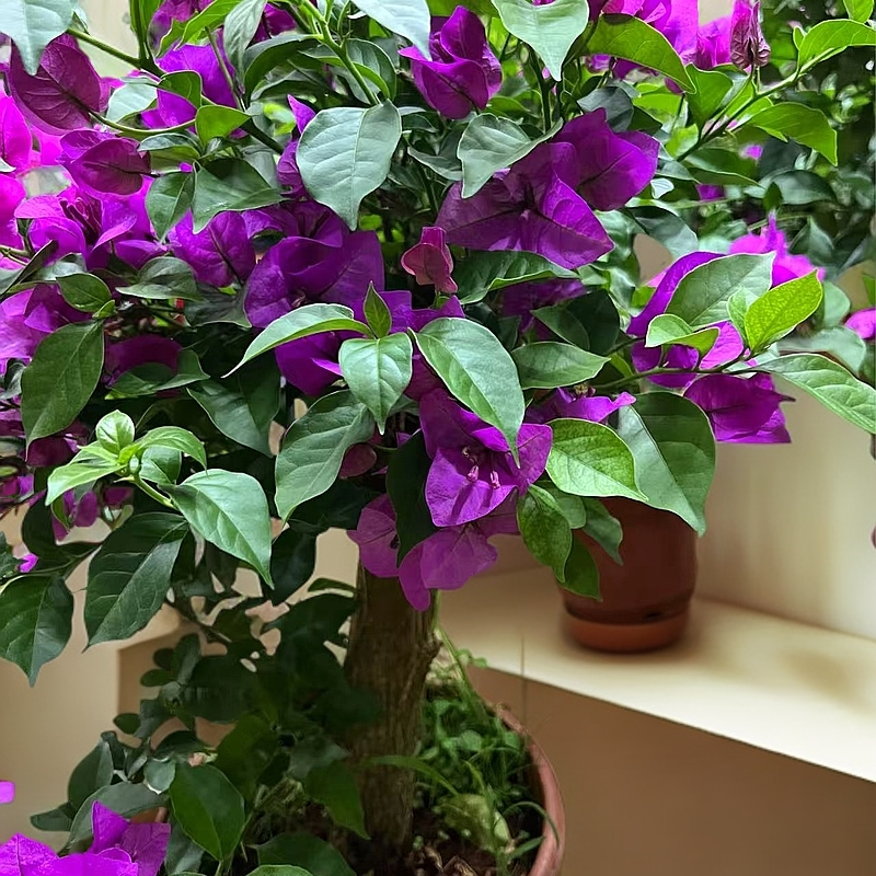 【华艺小强云南紫直杆棒棒糖】三角梅运输有可能掉花落叶介意慎拍