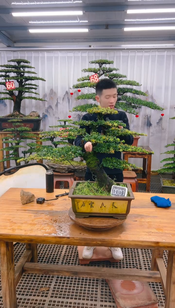 【闪购商品】紫砂精品盆景直播间一物一拍