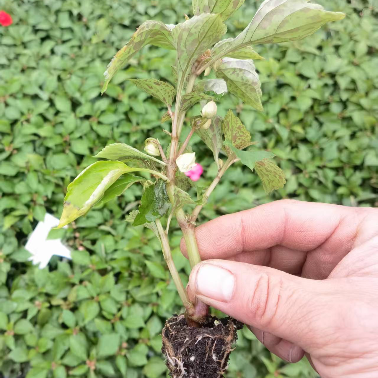 福袋水梅小苗5棵（无盆）