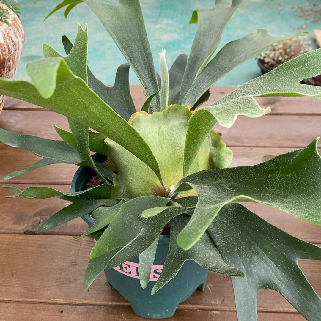 大棵精品二歧鹿角蕨多年生室内桌面盆栽耐热净化空气