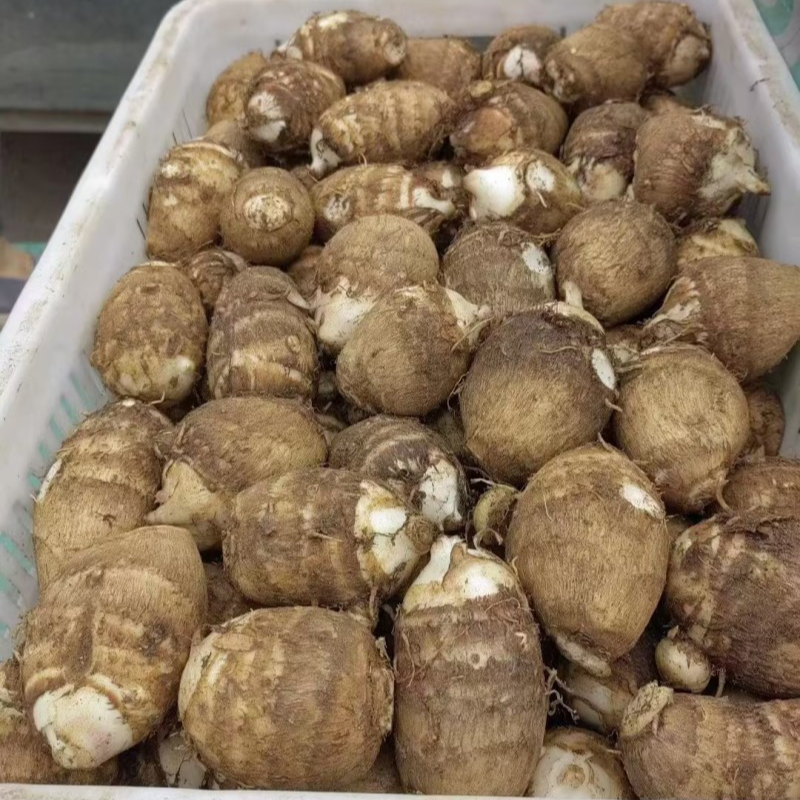 小芋头，现挖芋头，净重