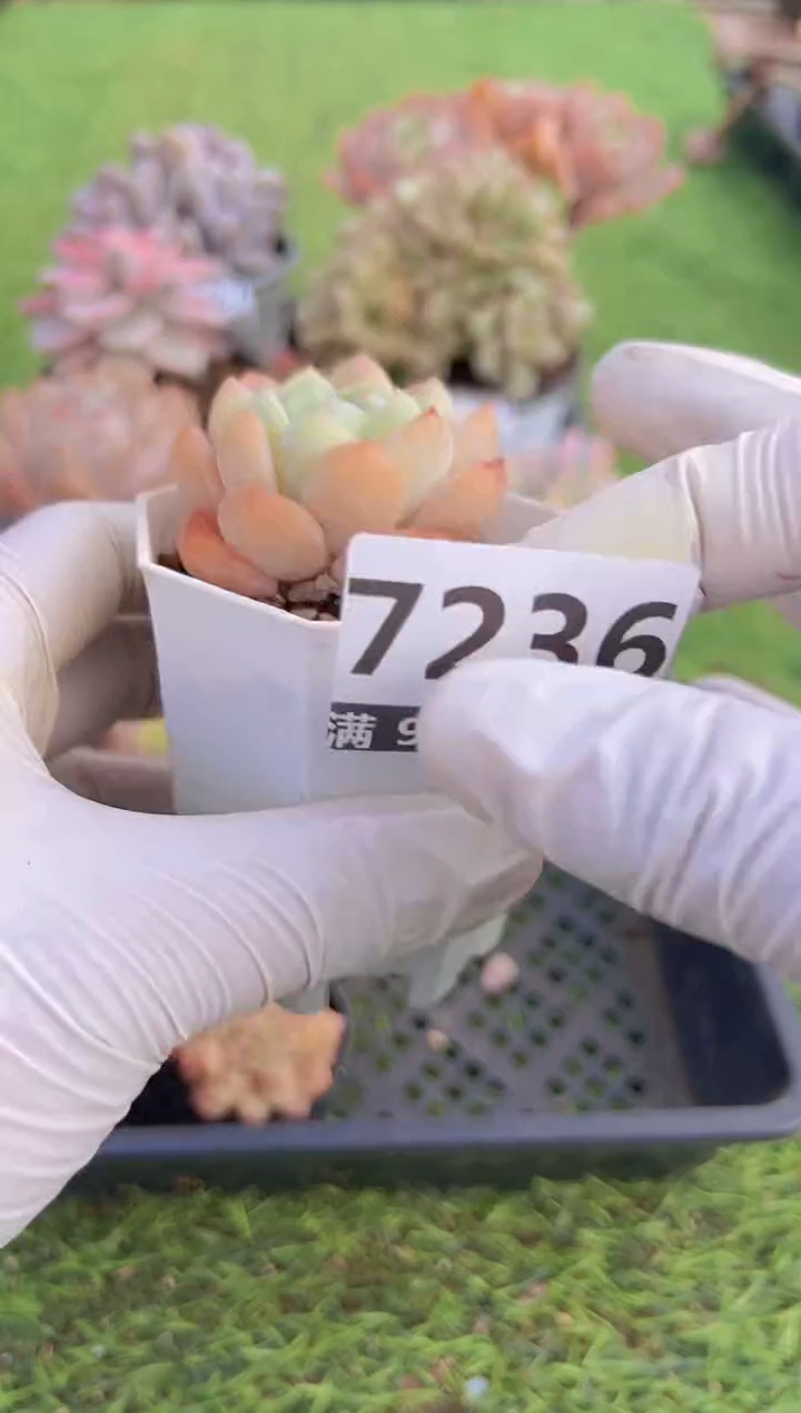 【闪购商品】信福多肉一物一拍