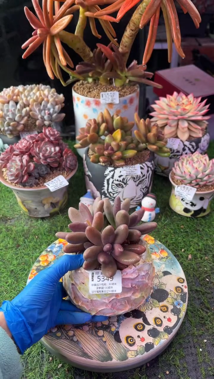 昆明印象多肉5349