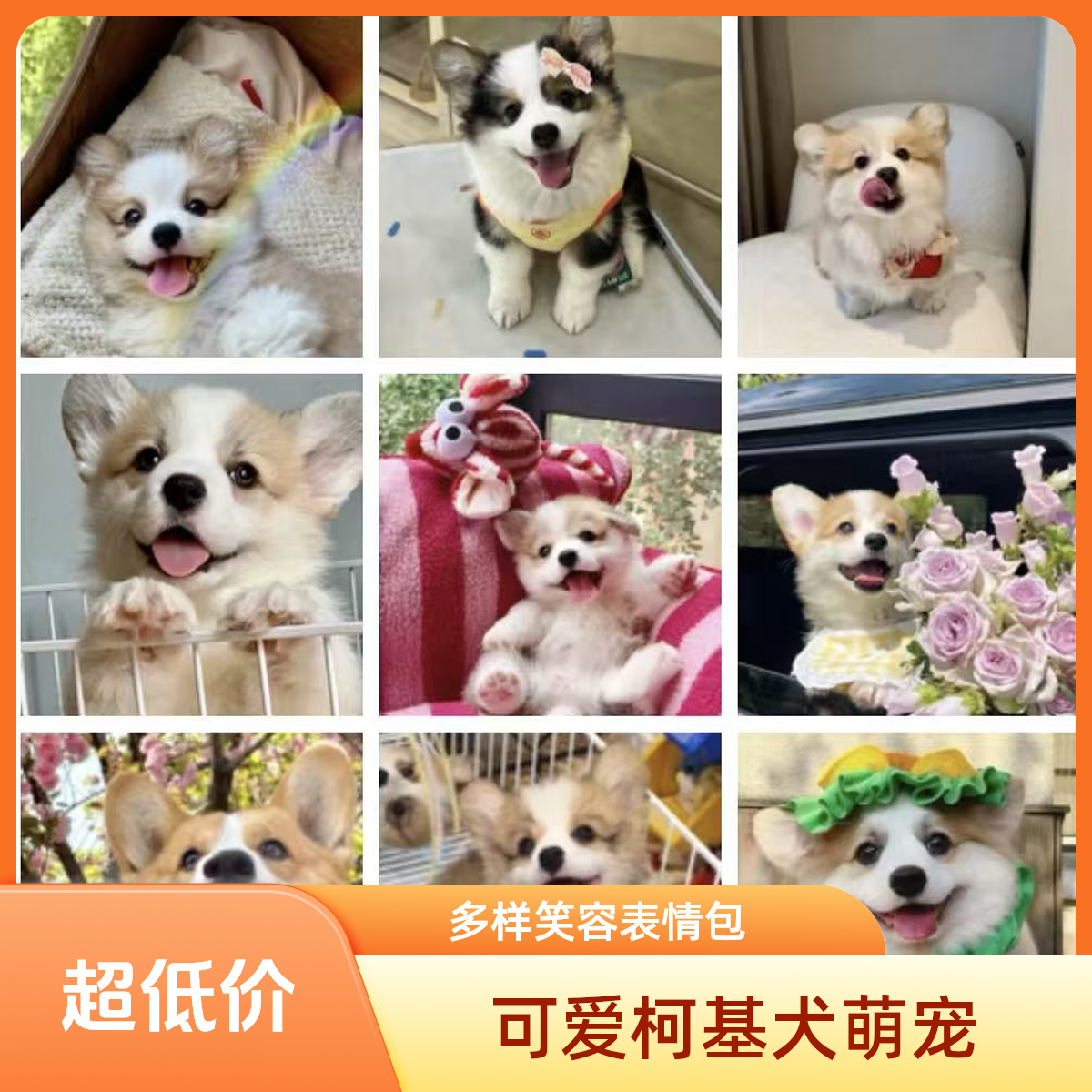 【大林家的小狗】宠物狗狗