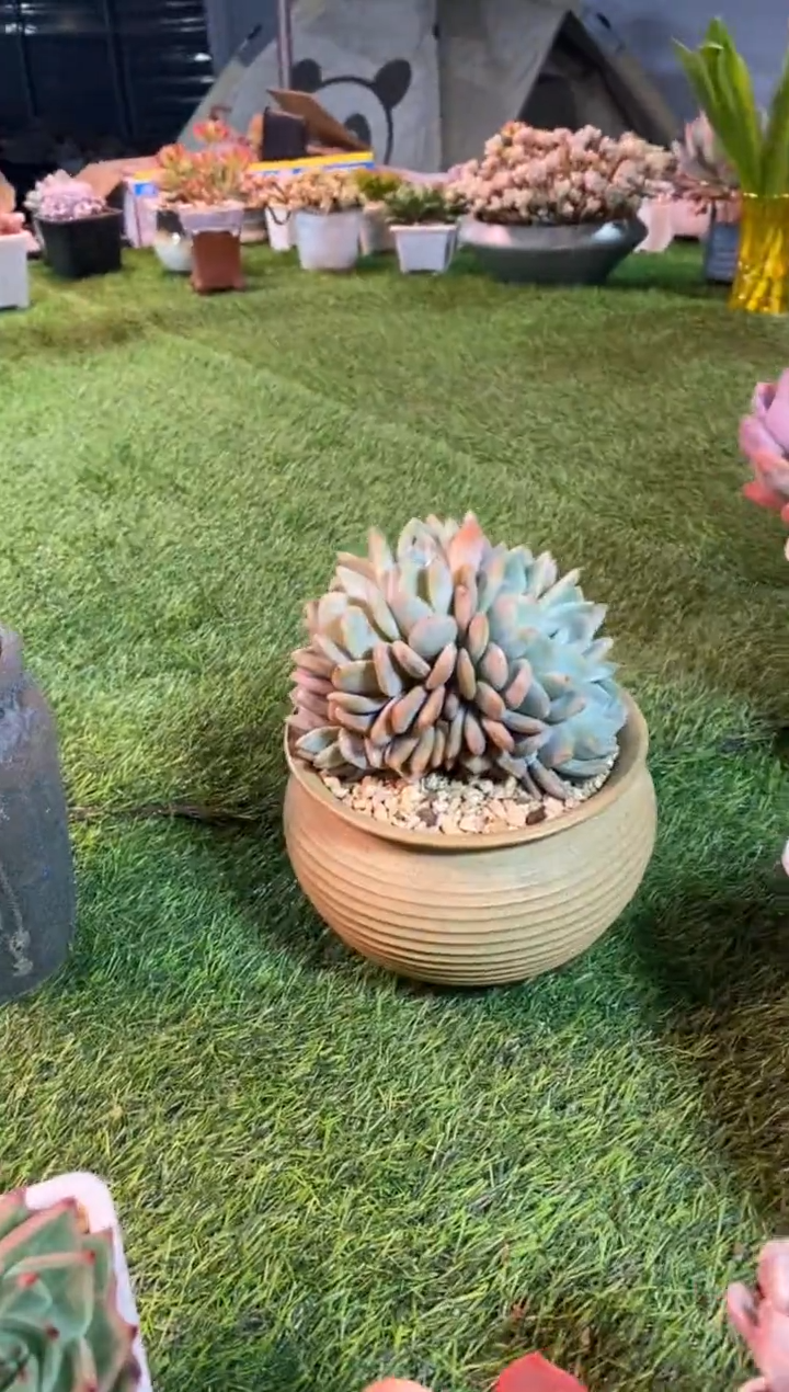 【闪购商品】0483a