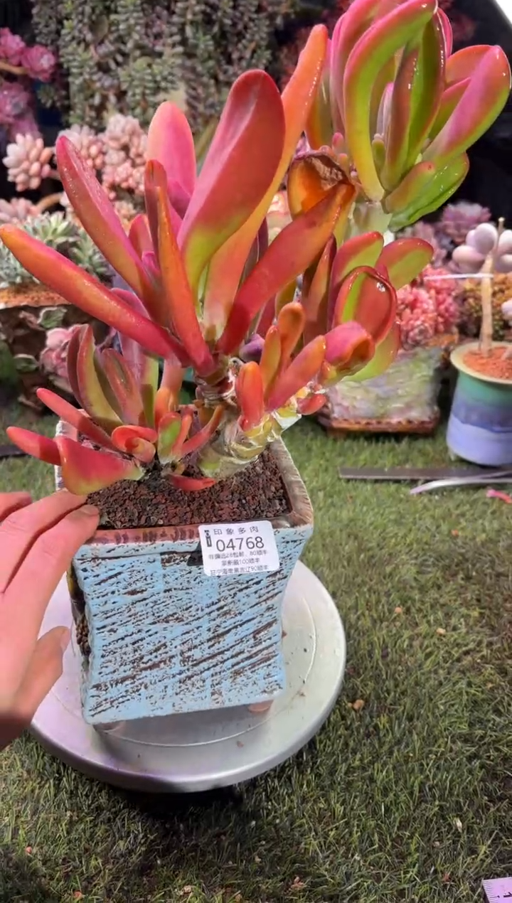 【闪购商品】04768