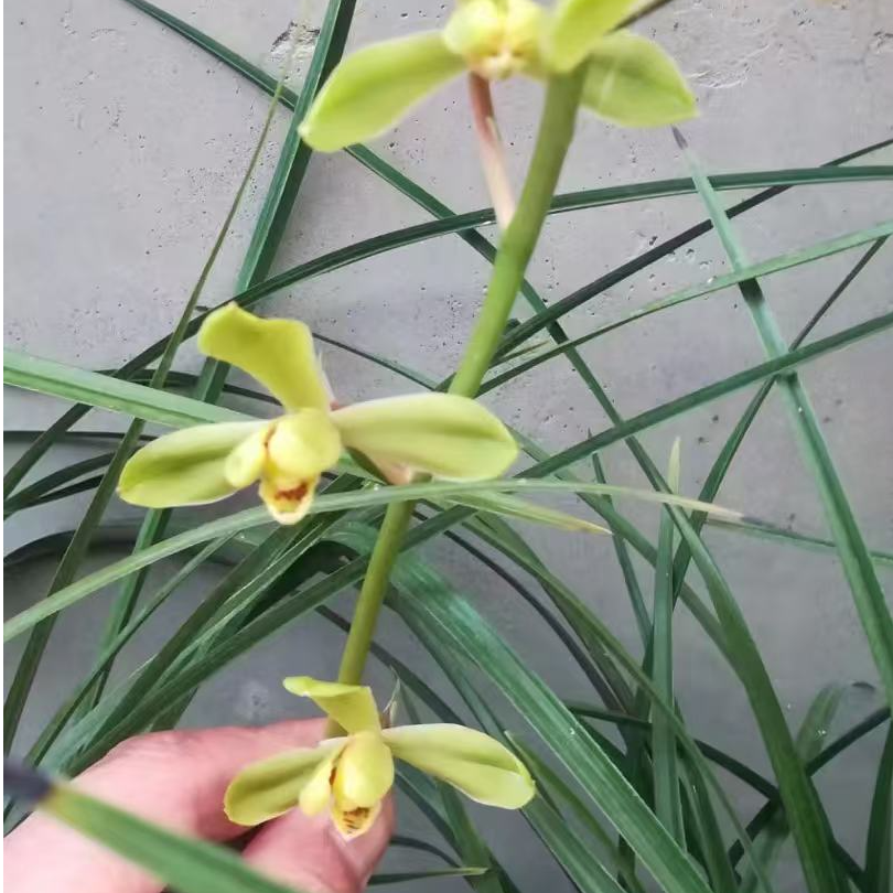 蕙兰花花盆栽绿植花卉浓香型一物一拍精品兰花私拍无效直播专用