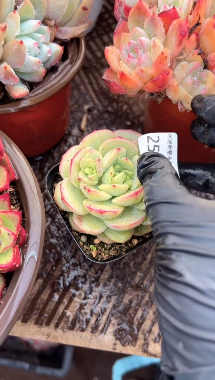 老*子多肉植物一物一拍25397