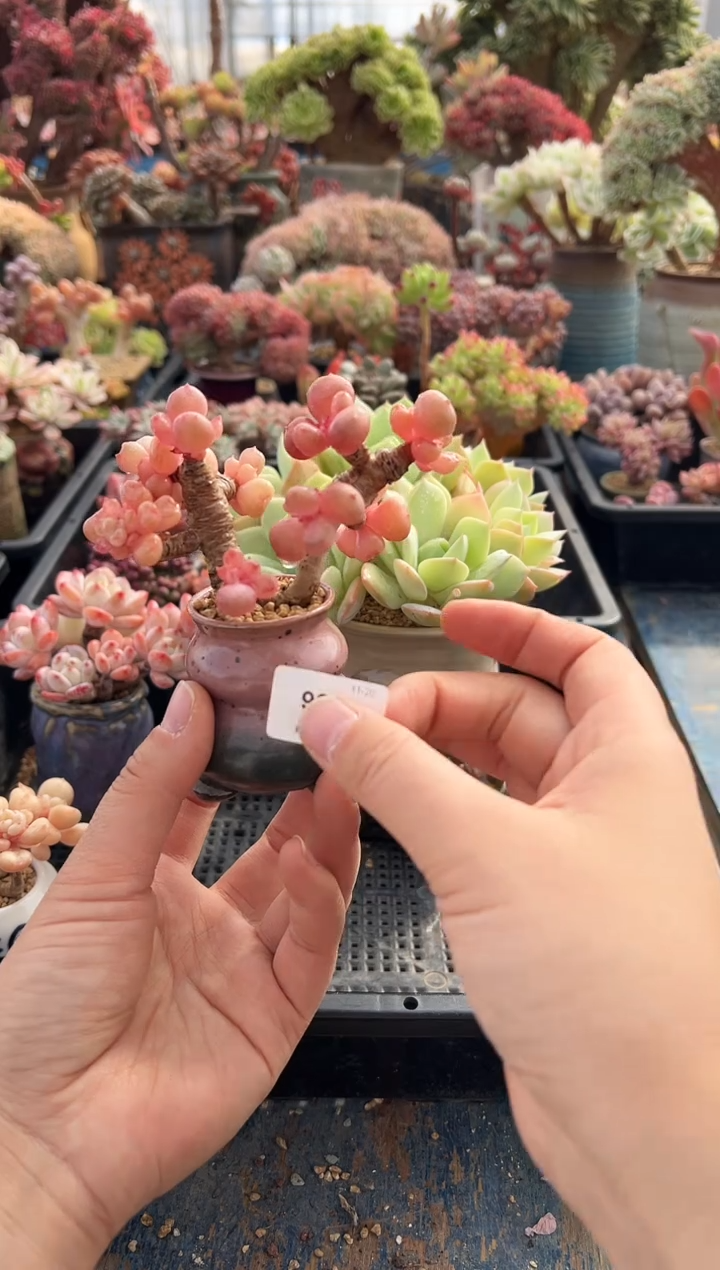 法**@996                带盆