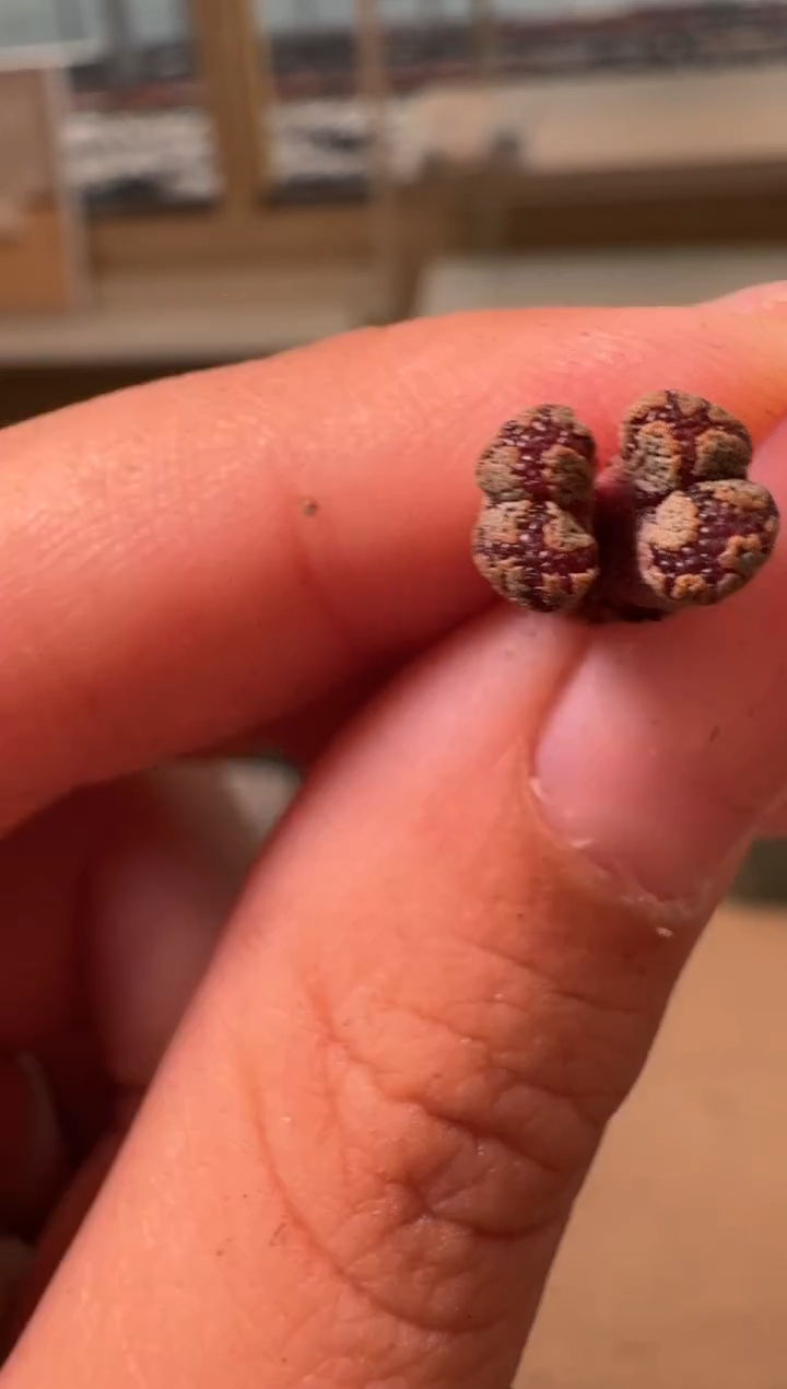 27-131多肉植物肉锥