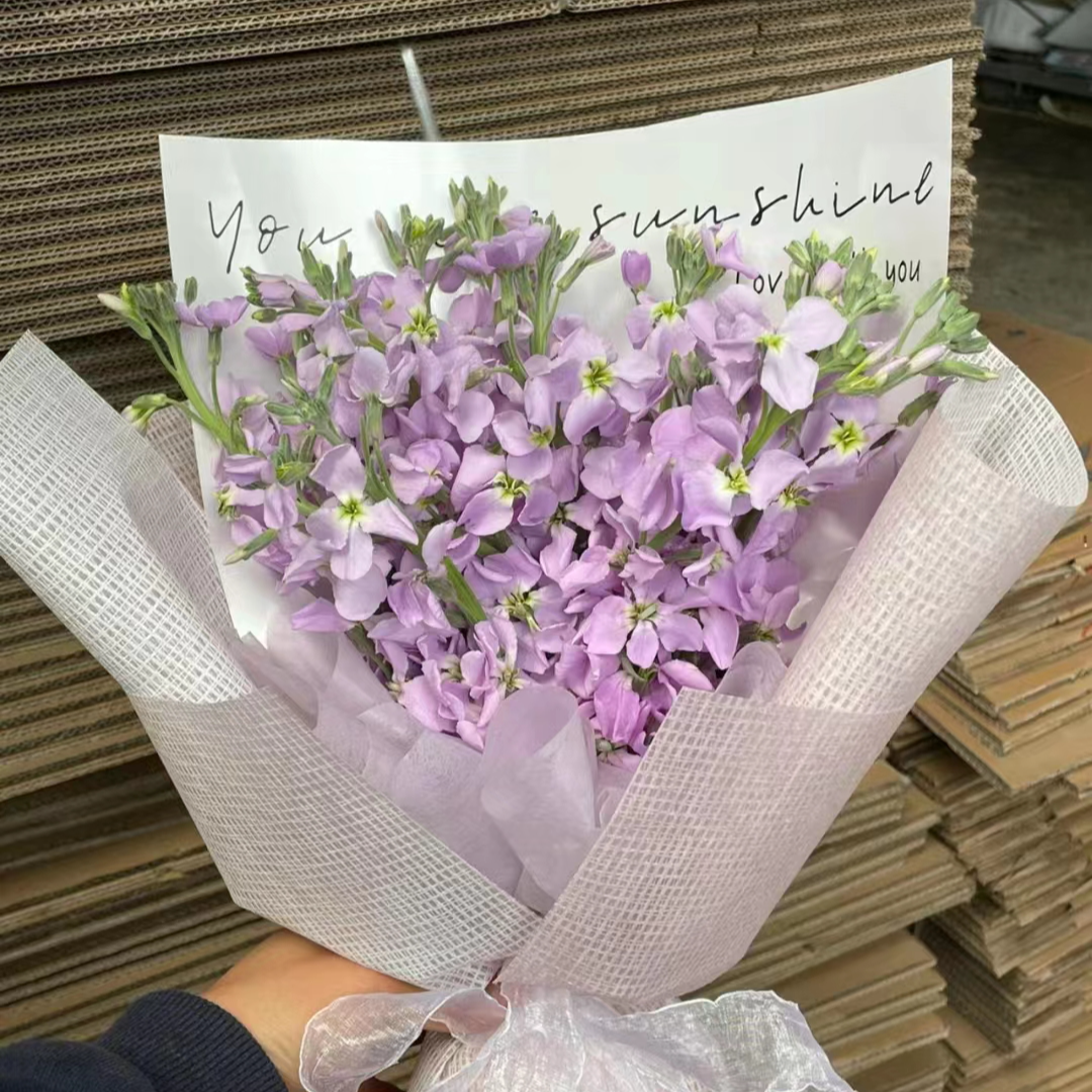 紫色单瓣香香紫罗兰20支     批发花店摆地摊基地直发