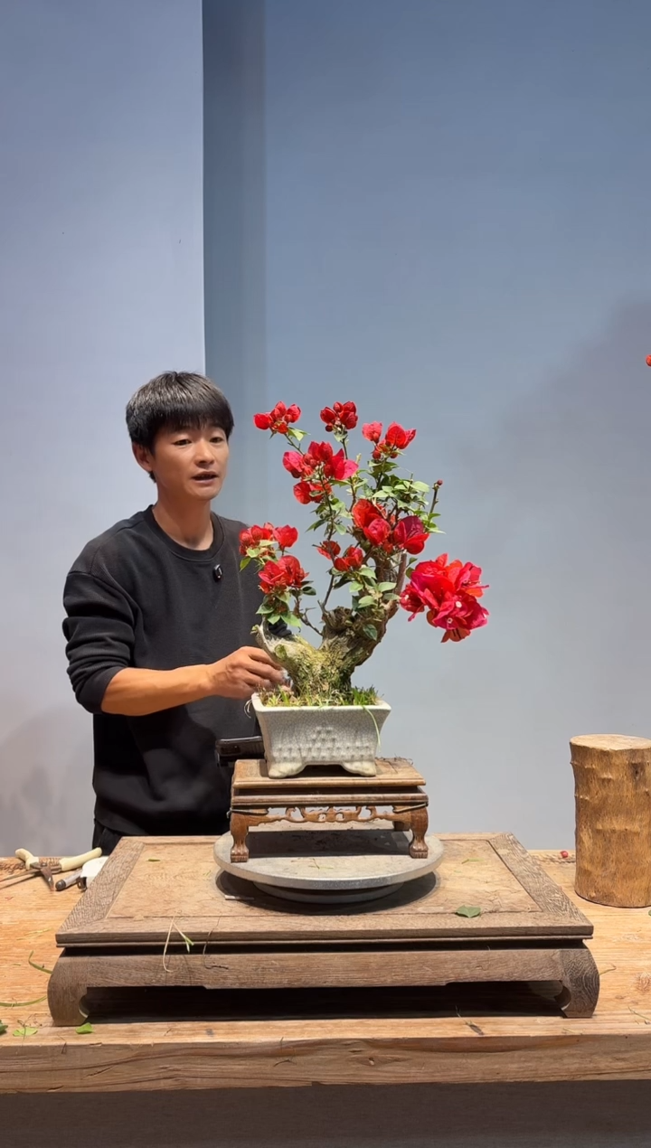 以实际为准三角梅78