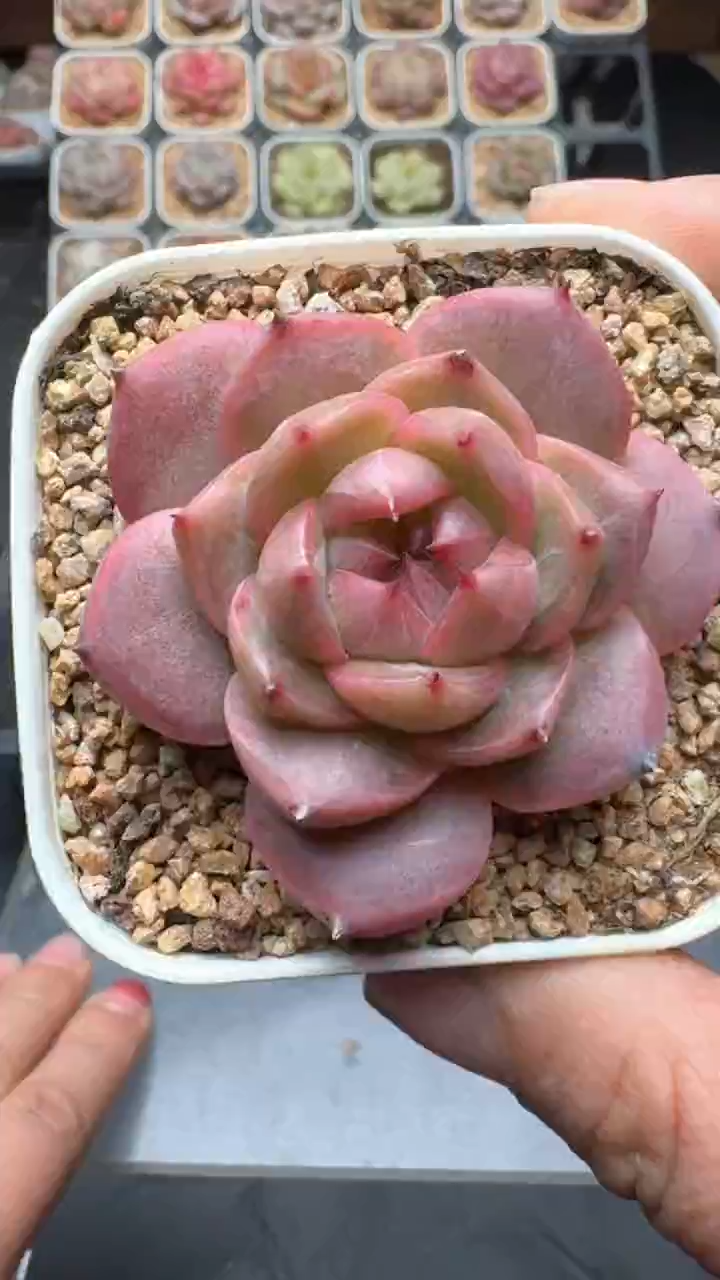 【闪购商品】872号珍妮多肉一物一拍3单包邮