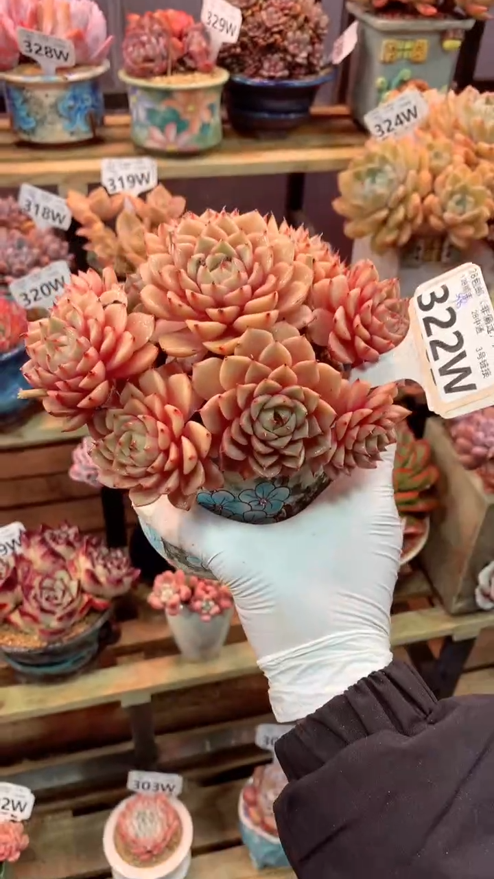 322W（一物一拍，精品多肉，w所见即所得 ）