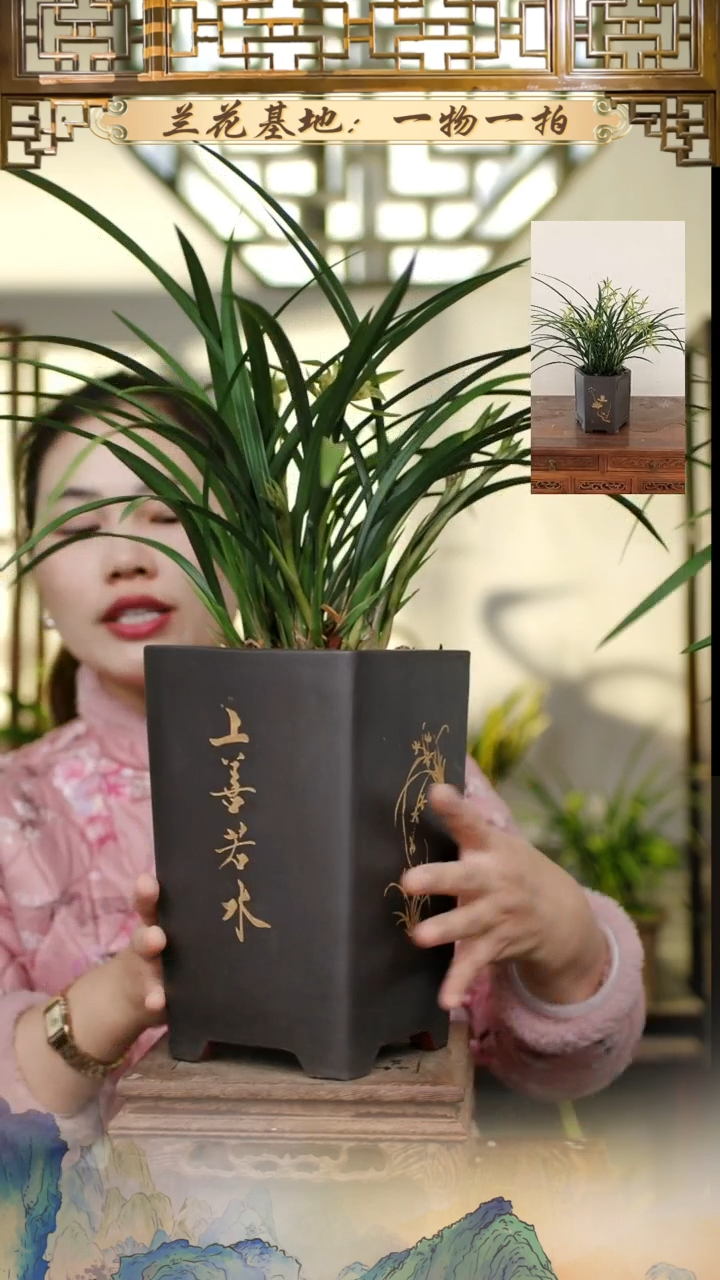 全部花苞箐翠蕊蝶带紫砂盆