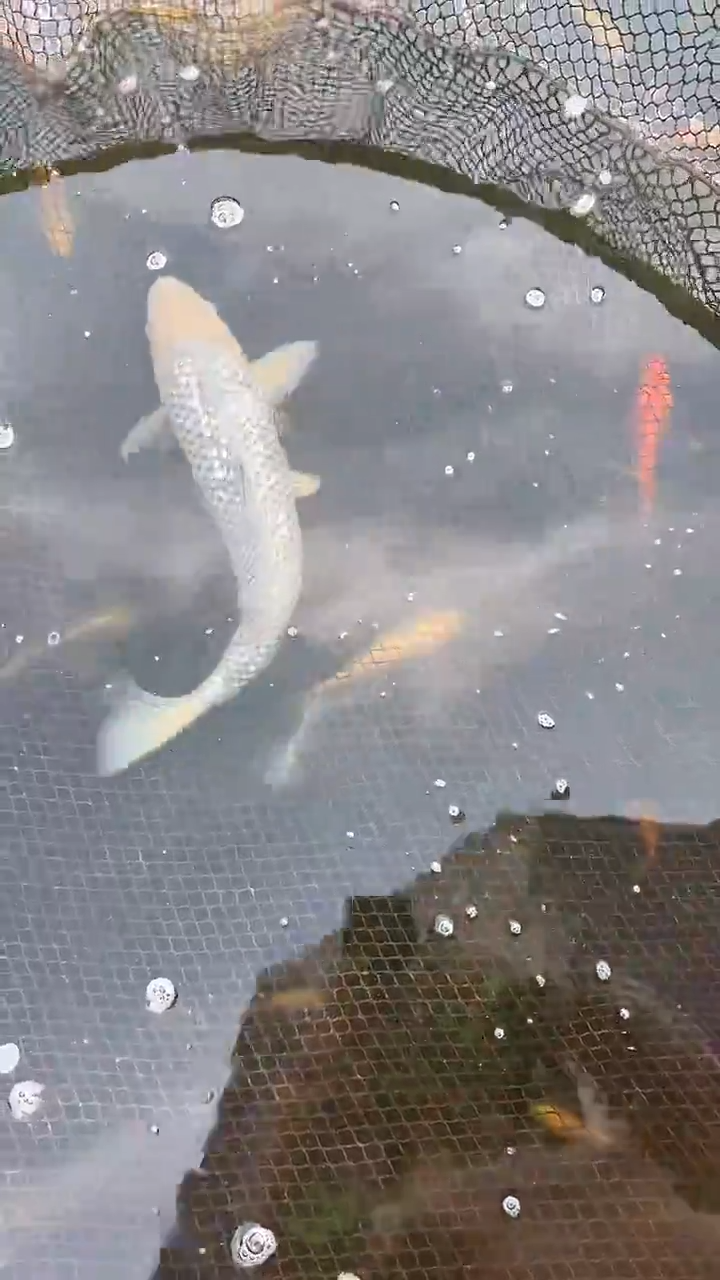 锦鲤太饱锦鲤36cm-48cm不包邮到付具体尺寸和品类以直播间为准