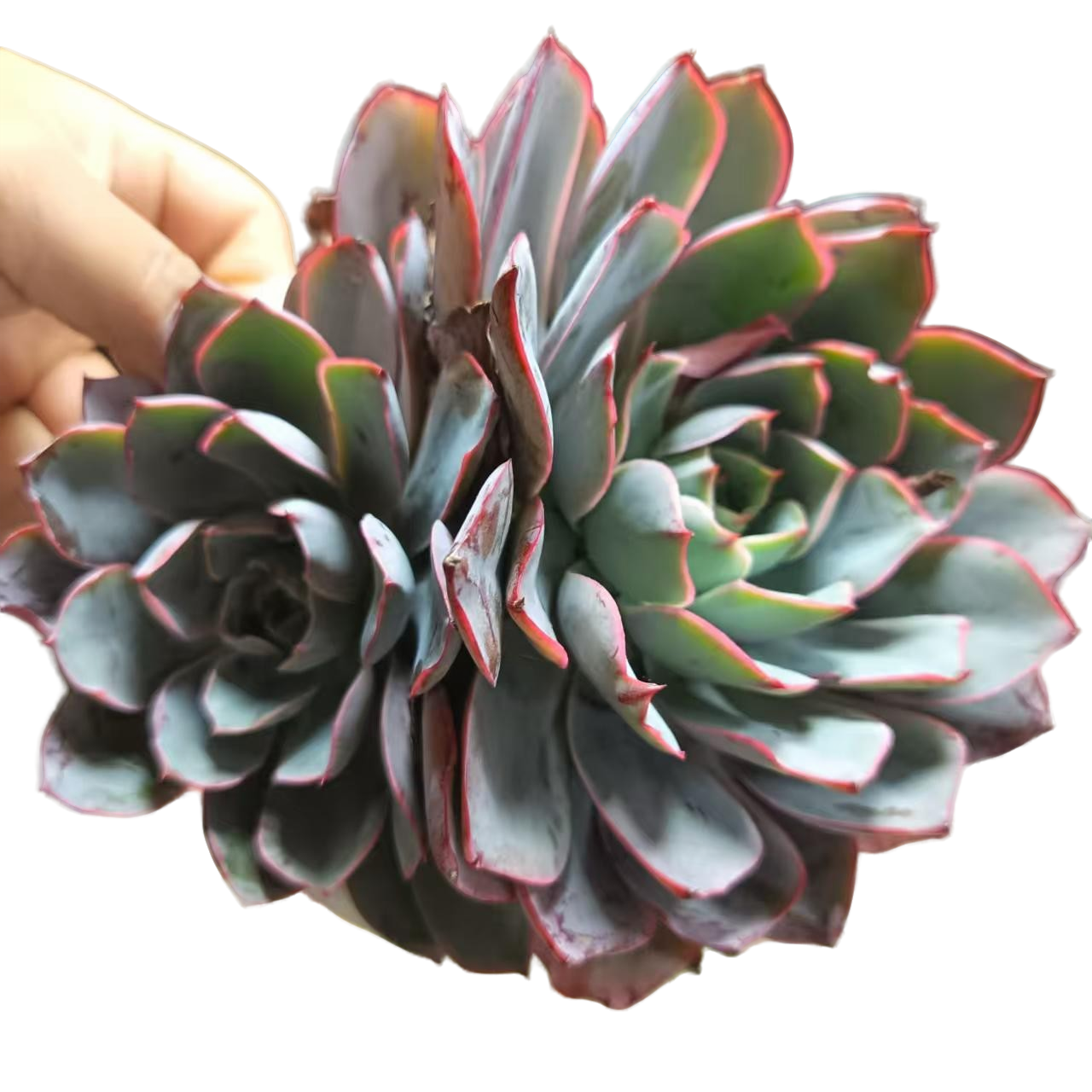 鹏哥多肉赫拉（满15元包邮）阳台露台办公室绿植植