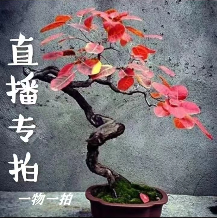 香山红叶黄栌盆景景观树文人临水悬崖素材，一物一拍（直播链接）