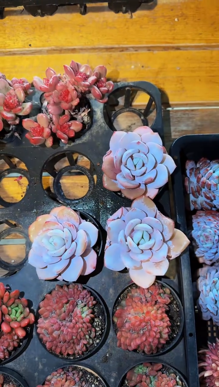 1月2日80#M号奶茶（6-8cm）脱土