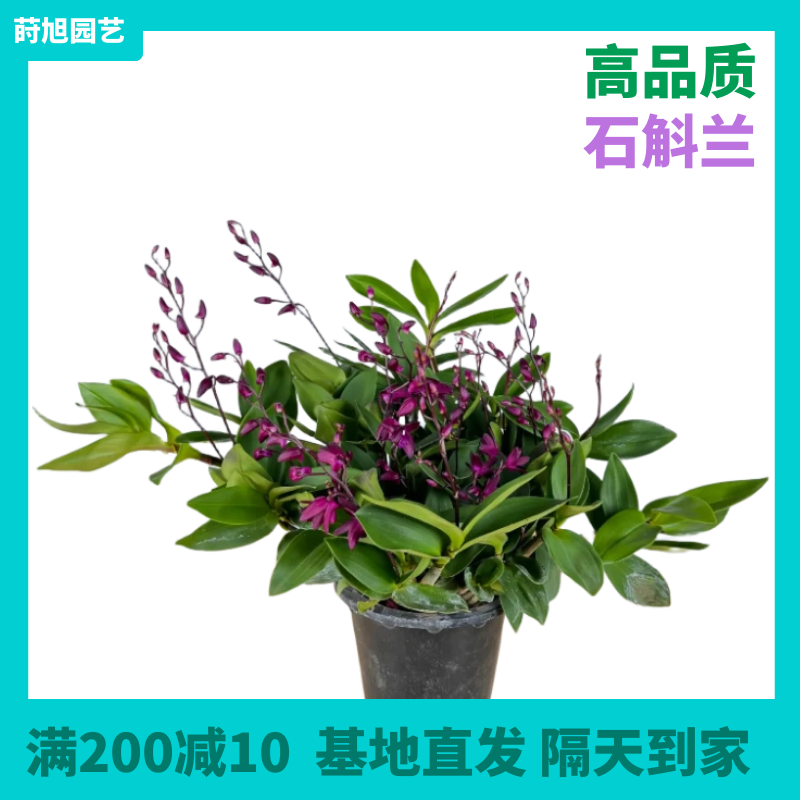 【石斛兰】澳洲石斛又名澳洲香水石斛。浓淡交错的气味，仿佛清冷中涌动着激情，高傲而有浓烈。