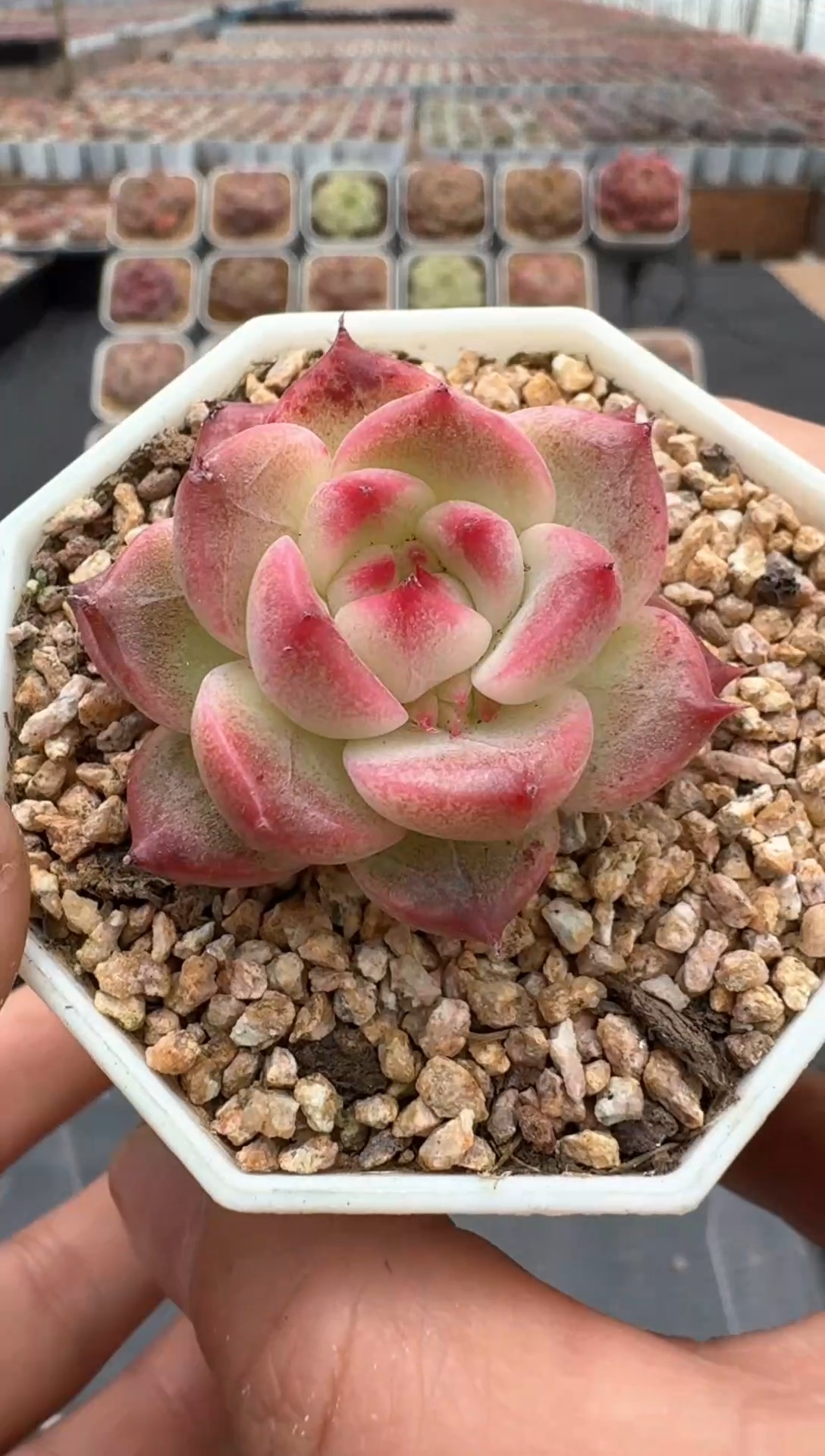 【闪购商品】3单包邮珍妮多肉一物一拍361