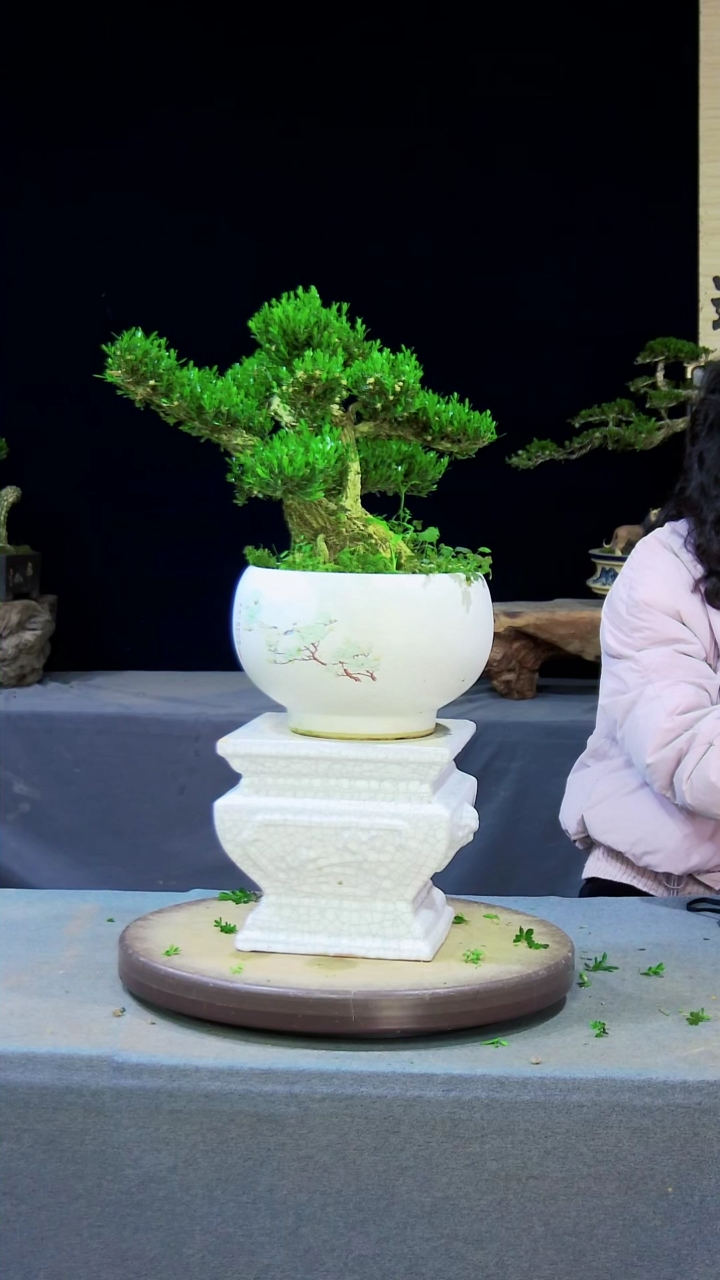 【闪购商品】黄杨盆景黄杨盆景