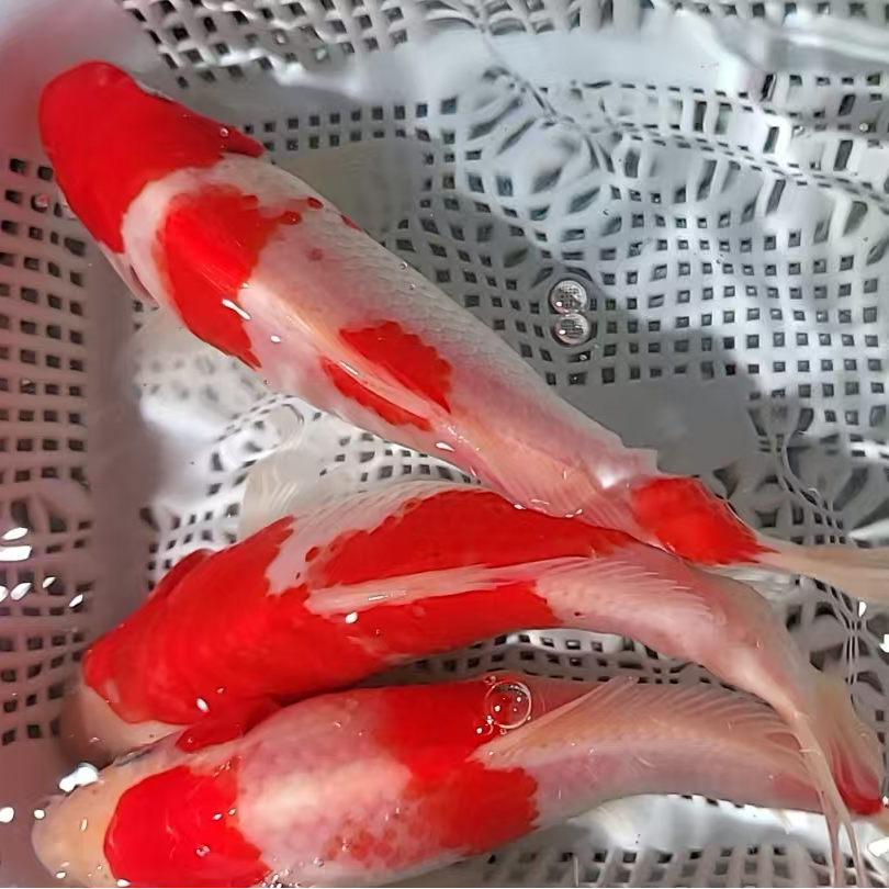 15号【15-17厘米红白三色锦鲤3条或2条装】观赏鱼 冷水鱼