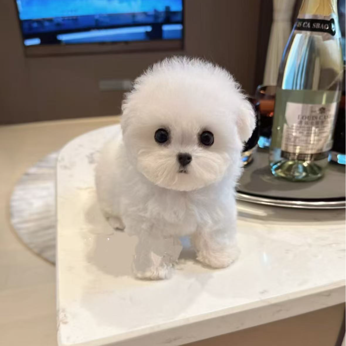 林夕家小型犬甄选