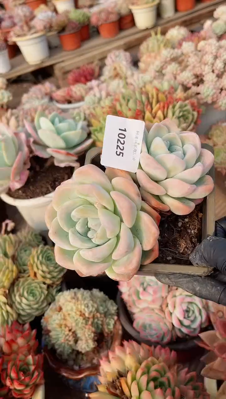 【闪购商品】10225