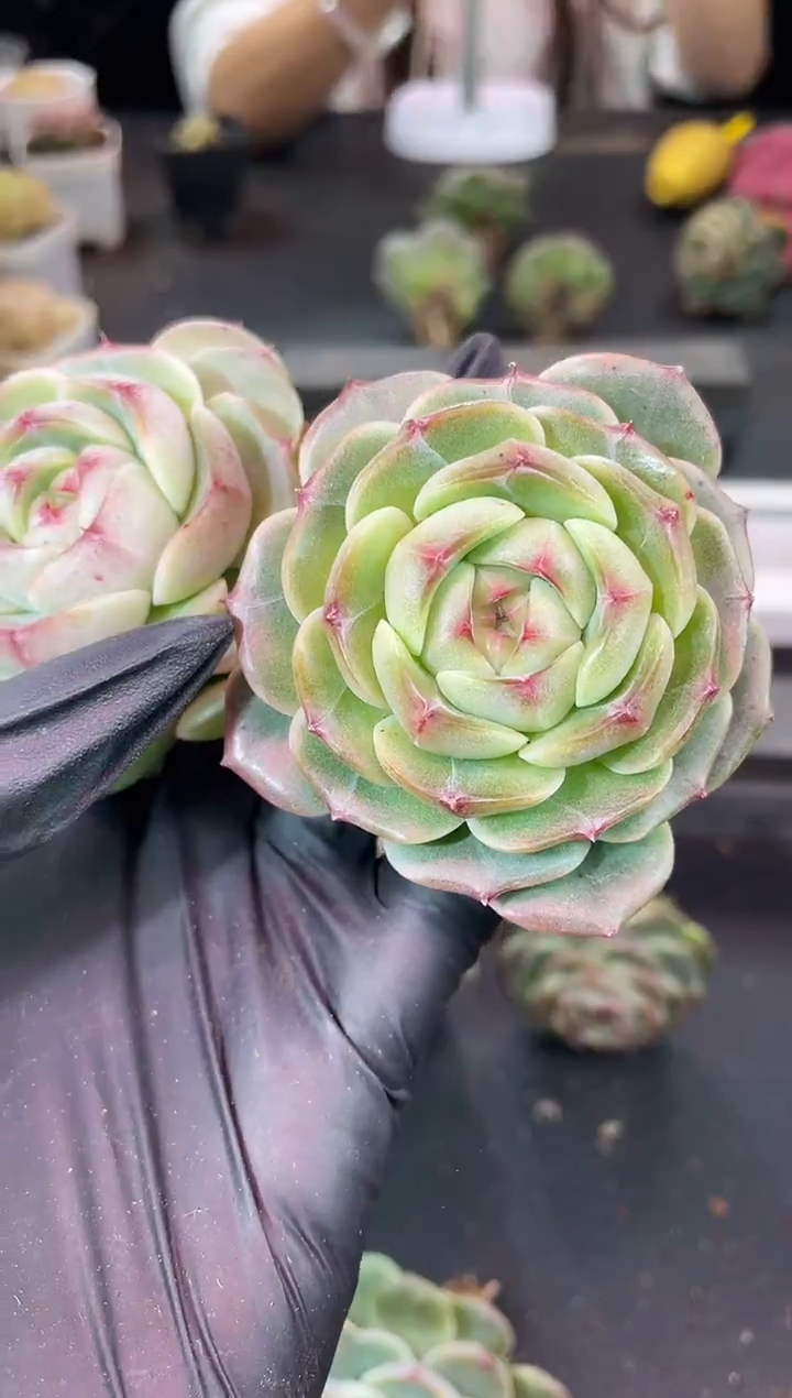 闪购1423 翡280多肉一颗