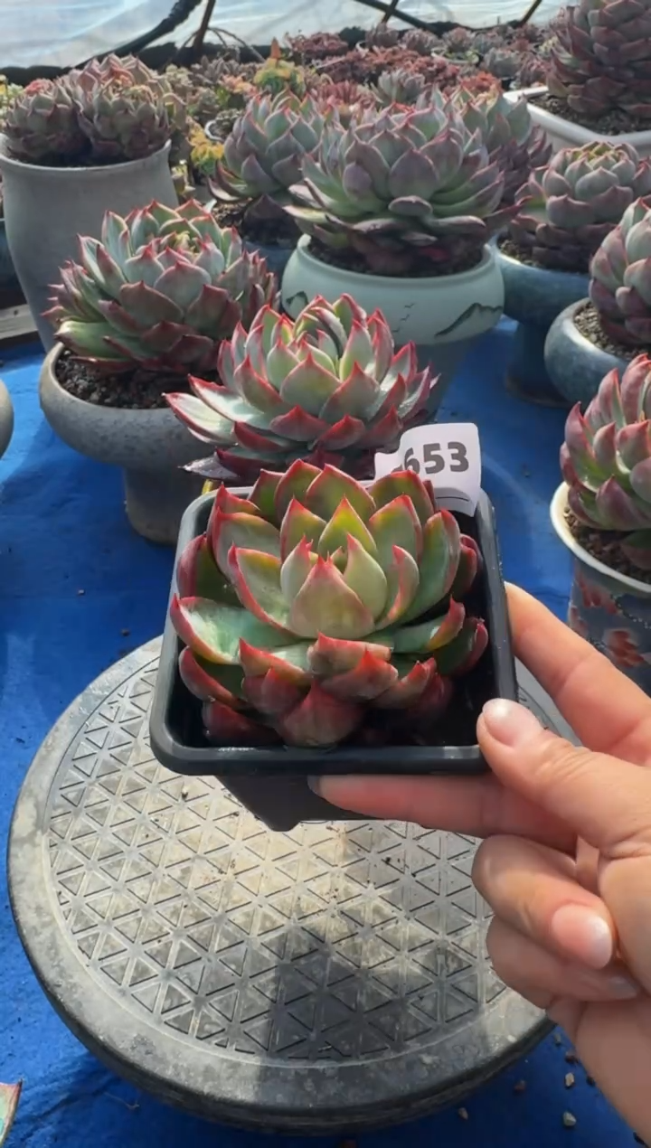 【闪购商品】A653惊鸿仙子